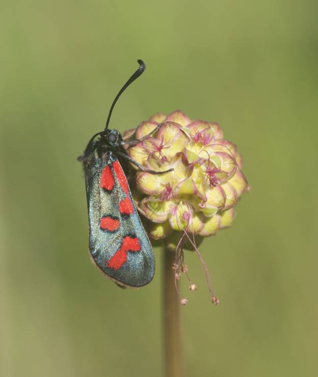 Zygaena oxytropis?  S�